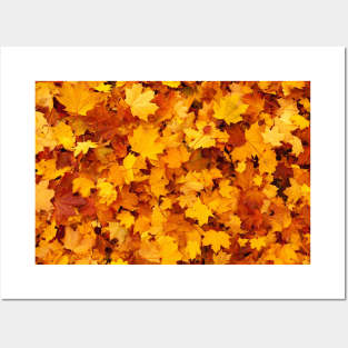 Yellow maple leaves in autumn / fall pattern Posters and Art